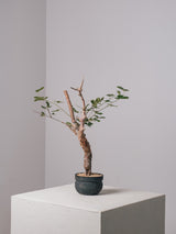 3007 - 発根済 Commiphora orbicularis コミフォラ・オルビクラリス