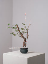 3007 - 発根済 Commiphora orbicularis コミフォラ・オルビクラリス