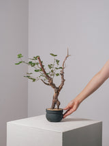 3007 - 発根済 Commiphora orbicularis コミフォラ・オルビクラリス
