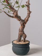 3007 - 発根済 Commiphora orbicularis コミフォラ・オルビクラリス