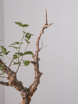 3007 - 発根済 Commiphora orbicularis コミフォラ・オルビクラリス