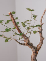 3007 - 発根済 Commiphora orbicularis コミフォラ・オルビクラリス