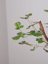 3007 - 発根済 Commiphora orbicularis コミフォラ・オルビクラリス