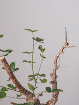 3007 - 発根済 Commiphora orbicularis コミフォラ・オルビクラリス