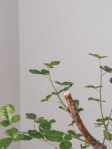 3007 - 発根済 Commiphora orbicularis コミフォラ・オルビクラリス
