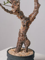 3007 - 発根済 Commiphora orbicularis コミフォラ・オルビクラリス