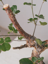 3007 - 発根済 Commiphora orbicularis コミフォラ・オルビクラリス