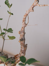 3007 - 発根済 Commiphora orbicularis コミフォラ・オルビクラリス