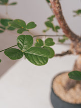 3007 - 発根済 Commiphora orbicularis コミフォラ・オルビクラリス