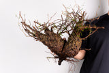 i15 - オペルクリカリアパキプス 現地発根株