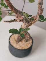 3007 - 発根済 Commiphora orbicularis コミフォラ・オルビクラリス