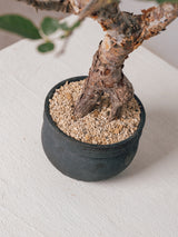 3007 - 発根済 Commiphora orbicularis コミフォラ・オルビクラリス