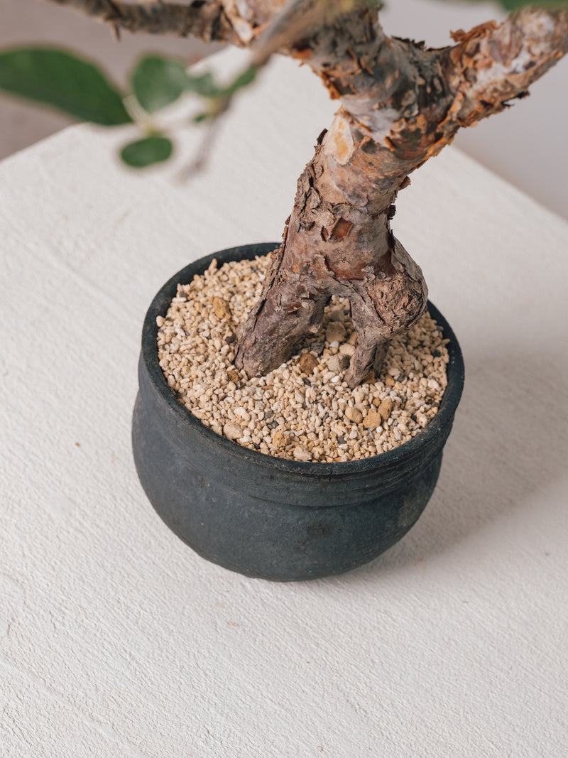 3007 - 発根済 Commiphora orbicularis コミフォラ・オルビクラリス – KOMO