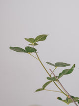 3007 - 発根済 Commiphora orbicularis コミフォラ・オルビクラリス