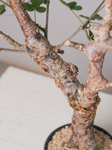 3007 - 発根済 Commiphora orbicularis コミフォラ・オルビクラリス