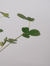 3007 - 発根済 Commiphora orbicularis コミフォラ・オルビクラリス