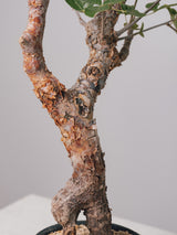 3007 - 発根済 Commiphora orbicularis コミフォラ・オルビクラリス