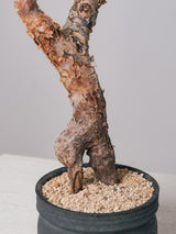 3007 - 発根済 Commiphora orbicularis コミフォラ・オルビクラリス
