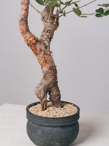3007 - 発根済 Commiphora orbicularis コミフォラ・オルビクラリス