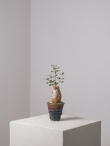 3008 - 発根済 Commiphora humbertii コミフォラ  フンベルティ