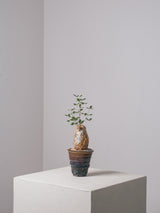 3008 - 発根済 Commiphora humbertii コミフォラ  フンベルティ