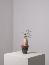 3008 - 発根済 Commiphora humbertii コミフォラ  フンベルティ