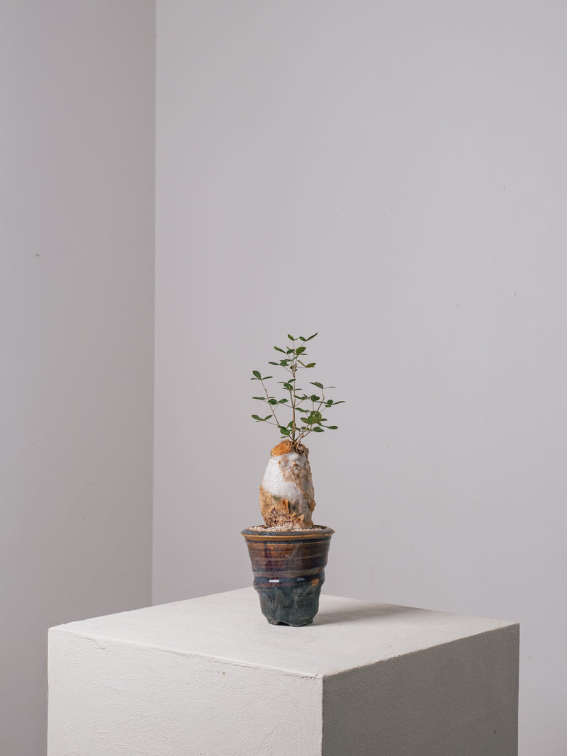 3008 - 発根済 Commiphora humbertii コミフォラ フンベルティ – KOMO