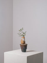 3008 - 発根済 Commiphora humbertii コミフォラ  フンベルティ