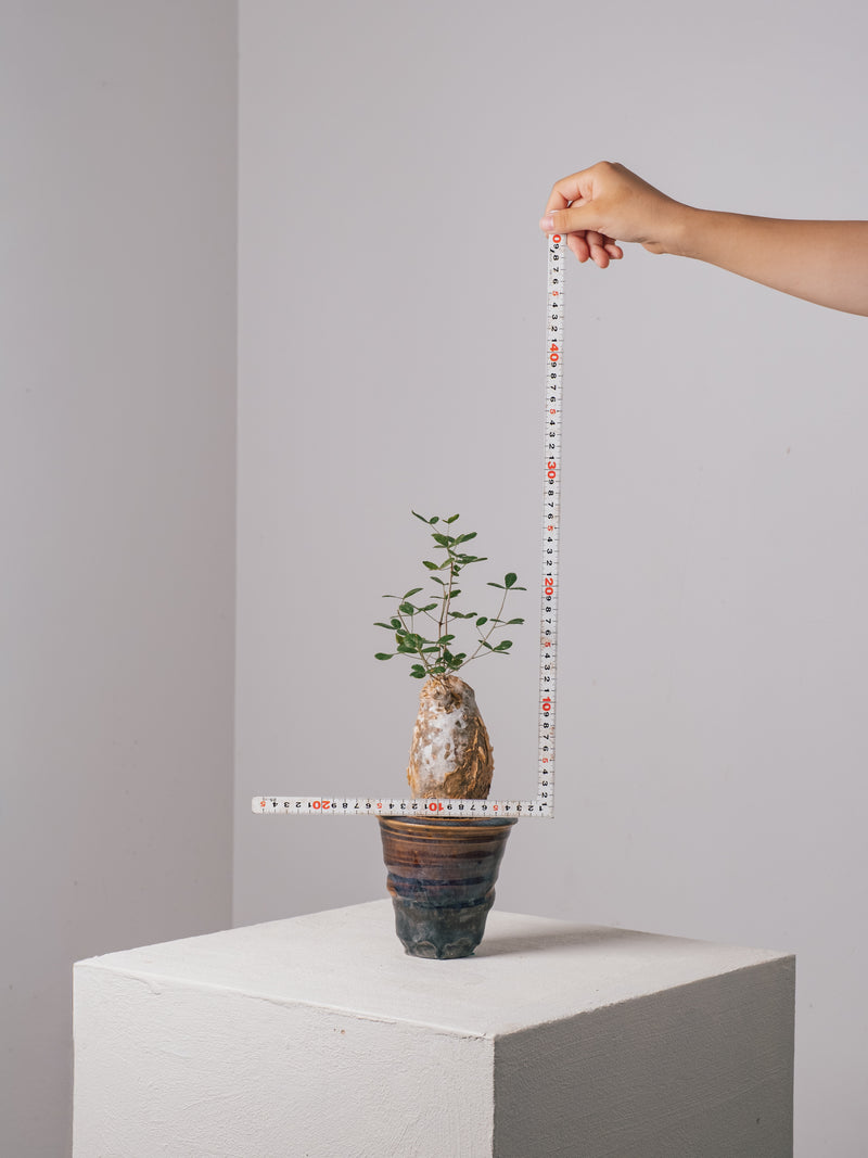 3008 - 発根済 Commiphora humbertii コミフォラ フンベルティ – KOMO