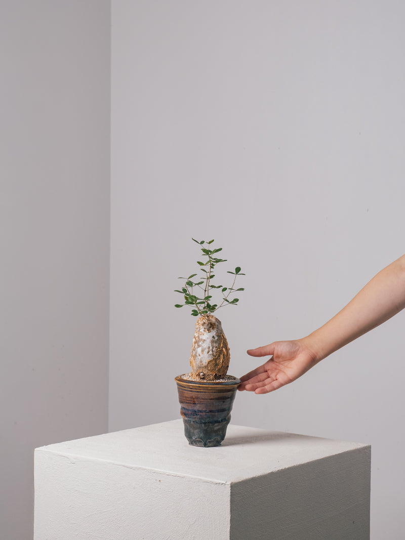 3008 - 発根済 Commiphora humbertii コミフォラ フンベルティ – KOMO