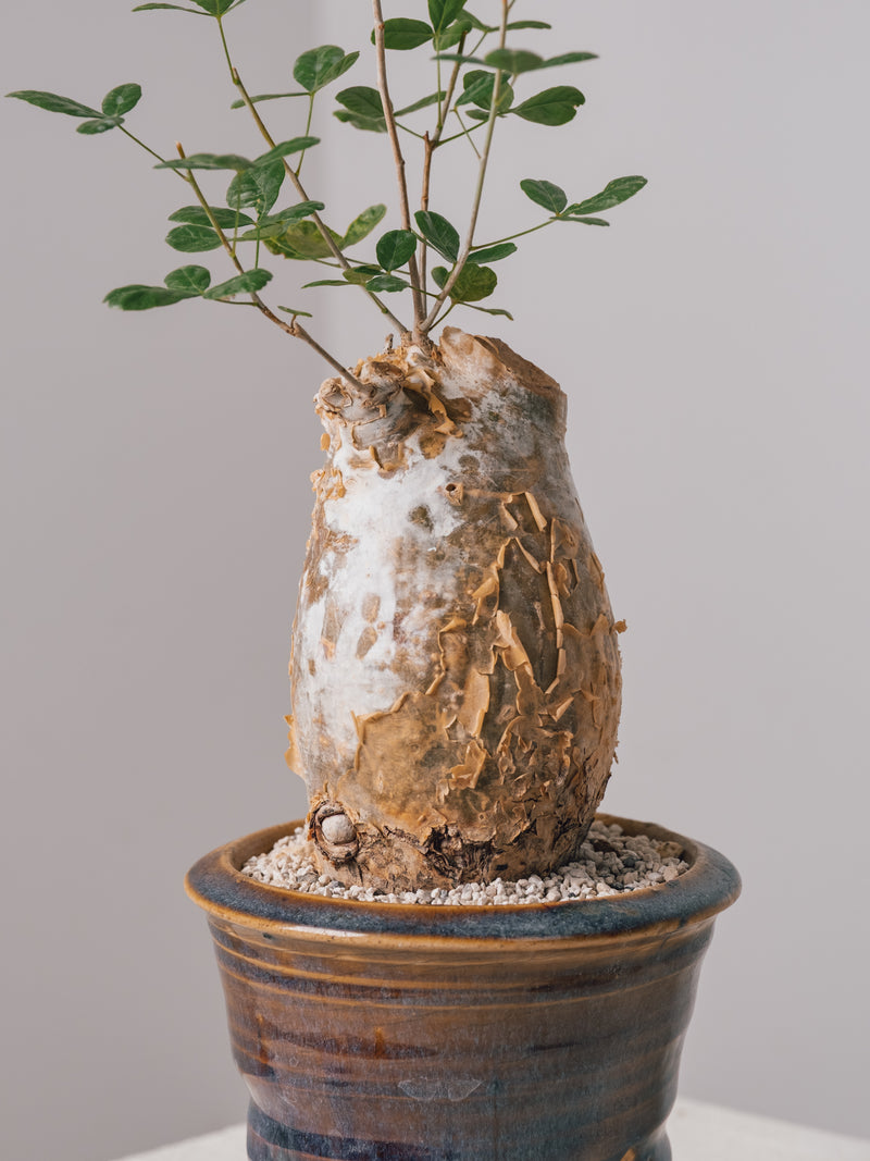 3008 - 発根済 Commiphora humbertii コミフォラ フンベルティ – KOMO