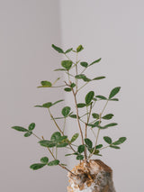 3008 - 発根済 Commiphora humbertii コミフォラ  フンベルティ