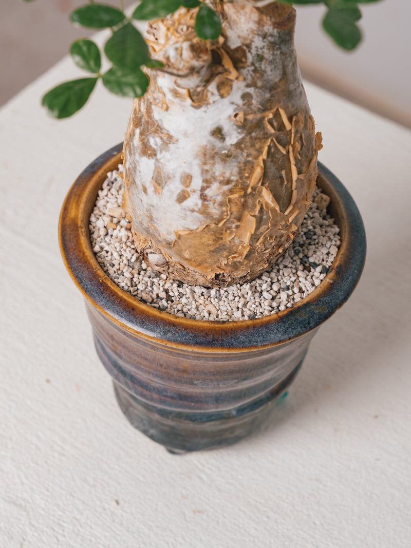 3008 - 発根済 Commiphora humbertii コミフォラ フンベルティ – KOMO