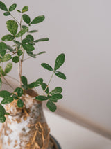3008 - 発根済 Commiphora humbertii コミフォラ  フンベルティ
