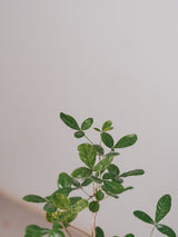 3008 - 発根済 Commiphora humbertii コミフォラ  フンベルティ
