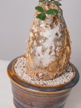 3008 - 発根済 Commiphora humbertii コミフォラ  フンベルティ
