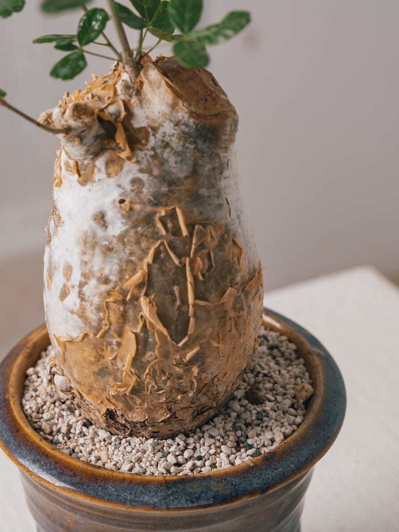 3008 - 発根済 Commiphora humbertii コミフォラ フンベルティ – KOMO