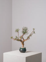 3009 - 発根済 Commiphora kraeuseliana コミフォラ・クラウセリアナ Commiphora kraeuseliana