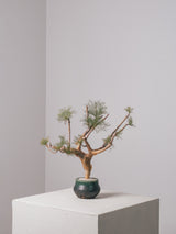 3009 - 発根済 Commiphora kraeuseliana コミフォラ・クラウセリアナ Commiphora kraeuseliana