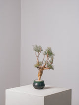 3009 - 発根済 Commiphora kraeuseliana コミフォラ・クラウセリアナ Commiphora kraeuseliana