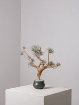 3009 - 発根済 Commiphora kraeuseliana コミフォラ・クラウセリアナ Commiphora kraeuseliana