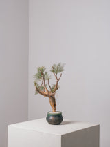 3009 - 発根済 Commiphora kraeuseliana コミフォラ・クラウセリアナ Commiphora kraeuseliana