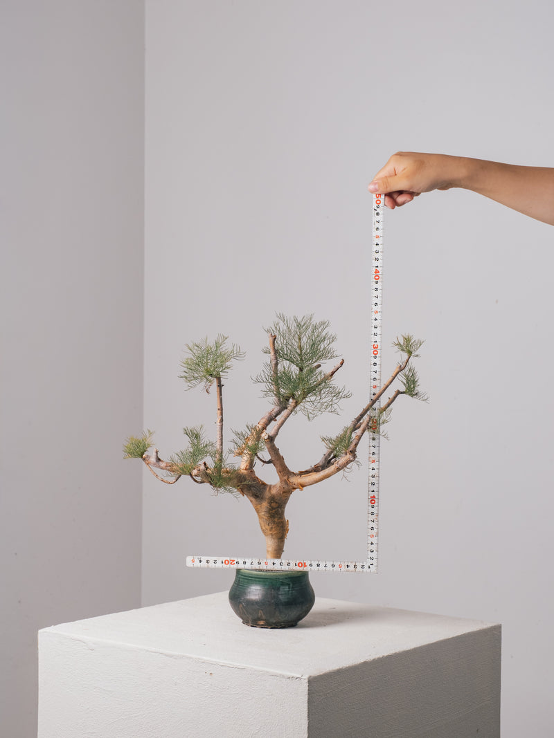 3009 - 発根済 Commiphora kraeuseliana コミフォラ・クラウセリアナ