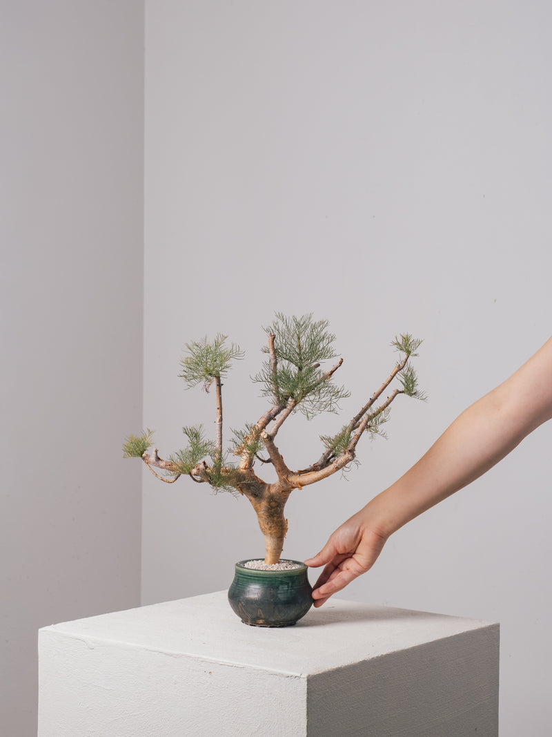 3009 - 発根済 Commiphora kraeuseliana コミフォラ・クラウセリアナ