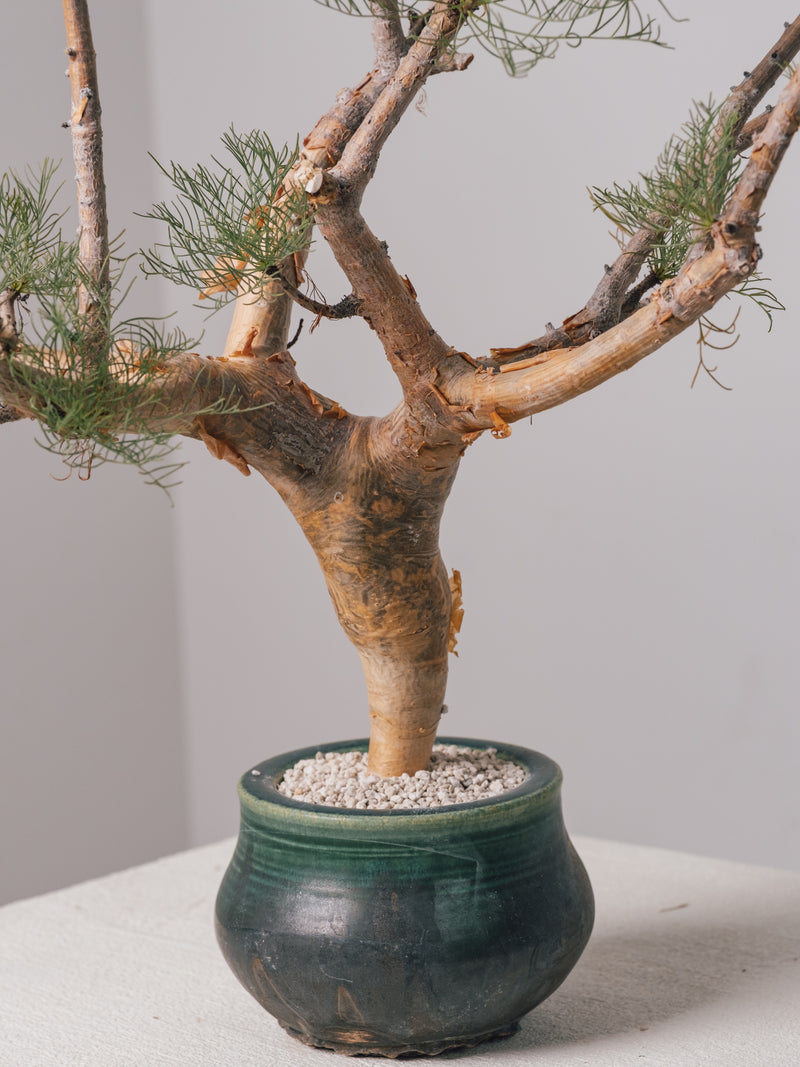 3009 - 発根済 Commiphora kraeuseliana コミフォラ・クラウセリアナ