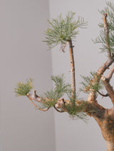 3009 - 発根済 Commiphora kraeuseliana コミフォラ・クラウセリアナ Commiphora kraeuseliana