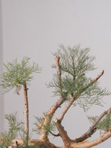 3009 - 発根済 Commiphora kraeuseliana コミフォラ・クラウセリアナ Commiphora kraeuseliana