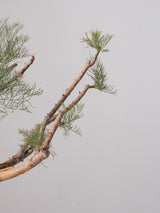 3009 - 発根済 Commiphora kraeuseliana コミフォラ・クラウセリアナ Commiphora kraeuseliana