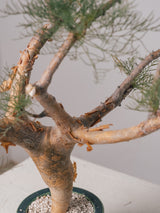 3009 - 発根済 Commiphora kraeuseliana コミフォラ・クラウセリアナ Commiphora kraeuseliana
