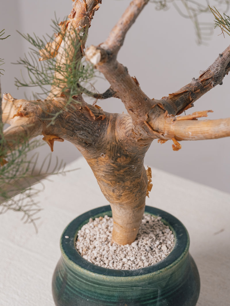 3009 - 発根済 Commiphora kraeuseliana コミフォラ・クラウセリアナ